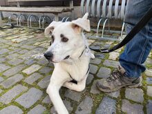 ICEMAN, Hund, Mischlingshund in Weilburg - Bild 16