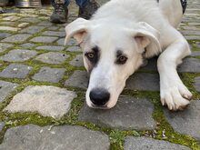 ICEMAN, Hund, Mischlingshund in Weilburg - Bild 2