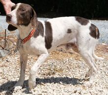 DANO, Hund, Mischlingshund in Zypern - Bild 2