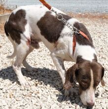 DANO, Hund, Mischlingshund in Zypern - Bild 3