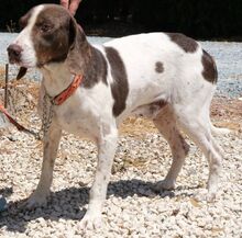 DANO, Hund, Mischlingshund in Zypern - Bild 4
