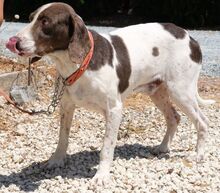 DANO, Hund, Mischlingshund in Zypern - Bild 5