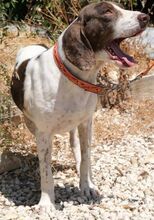 DANO, Hund, Mischlingshund in Zypern - Bild 6