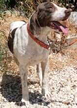 DANO, Hund, Mischlingshund in Zypern - Bild 7