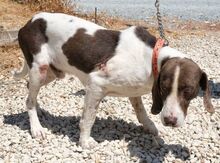 DANO, Hund, Mischlingshund in Zypern - Bild 8
