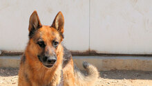 PIMPA, Hund, Deutscher Schäferhund in Italien - Bild 2