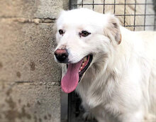 PIRO, Hund, Mischlingshund in Italien - Bild 10