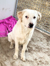 PIRO, Hund, Mischlingshund in Italien - Bild 12