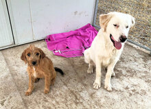 PIRO, Hund, Mischlingshund in Italien - Bild 13