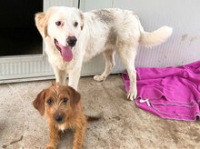 PIRO, Hund, Mischlingshund in Italien - Bild 14