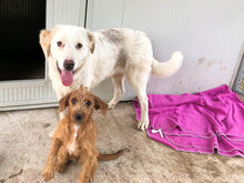 PIRO, Hund, Mischlingshund in Italien - Bild 15