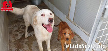 PIRO, Hund, Mischlingshund in Italien - Bild 16