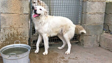 PRIO, Hund, Mischlingshund in Italien - Bild 2