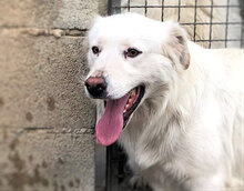 PRIO, Hund, Mischlingshund in Italien - Bild 3