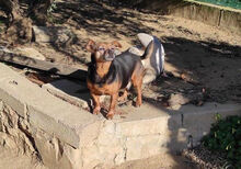 LINDA, Hund, Mischlingshund in Italien - Bild 3