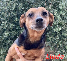 LINDA, Hund, Mischlingshund in Italien - Bild 5