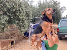 LINDA, Hund, Mischlingshund in Italien - Bild 8