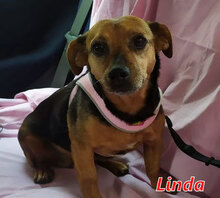 LINDA, Hund, Mischlingshund in Italien - Bild 9