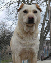 HALRUN, Hund, Mischlingshund in Bulgarien - Bild 1