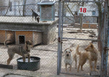 HALRUN, Hund, Mischlingshund in Bulgarien - Bild 10