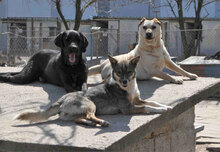 HALRUN, Hund, Mischlingshund in Bulgarien - Bild 11
