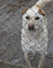 HALRUN, Hund, Mischlingshund in Bulgarien - Bild 12