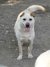 HALRUN, Hund, Mischlingshund in Bulgarien - Bild 13