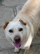 HALRUN, Hund, Mischlingshund in Bulgarien - Bild 15