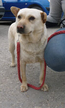 HALRUN, Hund, Mischlingshund in Bulgarien - Bild 16