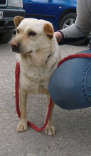 HALRUN, Hund, Mischlingshund in Bulgarien - Bild 17