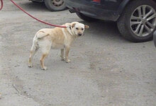 HALRUN, Hund, Mischlingshund in Bulgarien - Bild 19