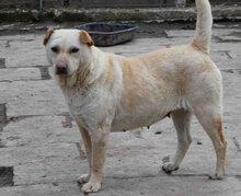 HALRUN, Hund, Mischlingshund in Bulgarien - Bild 2