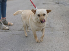 HALRUN, Hund, Mischlingshund in Bulgarien - Bild 20