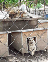 HALRUN, Hund, Mischlingshund in Bulgarien - Bild 25