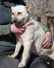 HALRUN, Hund, Mischlingshund in Bulgarien - Bild 26