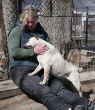 HALRUN, Hund, Mischlingshund in Bulgarien - Bild 27