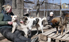 HALRUN, Hund, Mischlingshund in Bulgarien - Bild 28