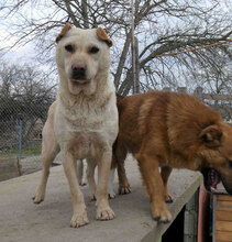 HALRUN, Hund, Mischlingshund in Bulgarien - Bild 3