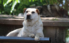HALRUN, Hund, Mischlingshund in Bulgarien - Bild 30