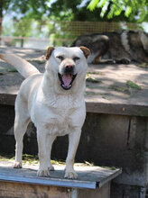 HALRUN, Hund, Mischlingshund in Bulgarien - Bild 32