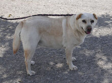 HALRUN, Hund, Mischlingshund in Bulgarien - Bild 33