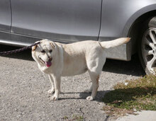 HALRUN, Hund, Mischlingshund in Bulgarien - Bild 34