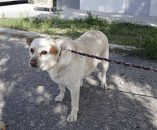 HALRUN, Hund, Mischlingshund in Bulgarien - Bild 35