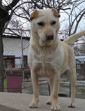 HALRUN, Hund, Mischlingshund in Bulgarien - Bild 4