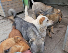 HALRUN, Hund, Mischlingshund in Bulgarien - Bild 5