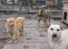 HALRUN, Hund, Mischlingshund in Bulgarien - Bild 6