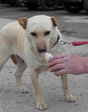 HALRUN, Hund, Mischlingshund in Bulgarien - Bild 7