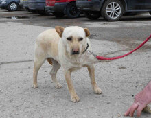 HALRUN, Hund, Mischlingshund in Bulgarien - Bild 8