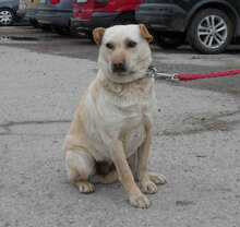 HALRUN, Hund, Mischlingshund in Bulgarien - Bild 9