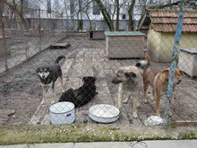 THEDA, Hund, Mischlingshund in Bulgarien - Bild 10